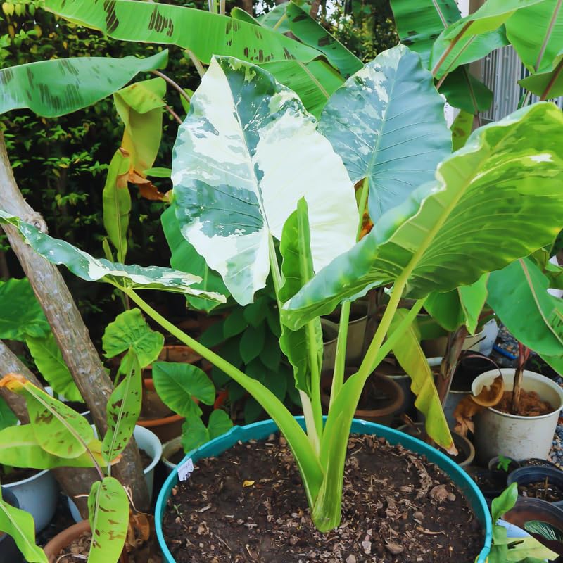2 Alocasia Live Plants, Live Alocasia Plants Indoor, 3 to 5 Inches, Colocasia Plant, Elephant Ear Esculenta Taro Colocasia Plant House Plant (Giant Variegated)