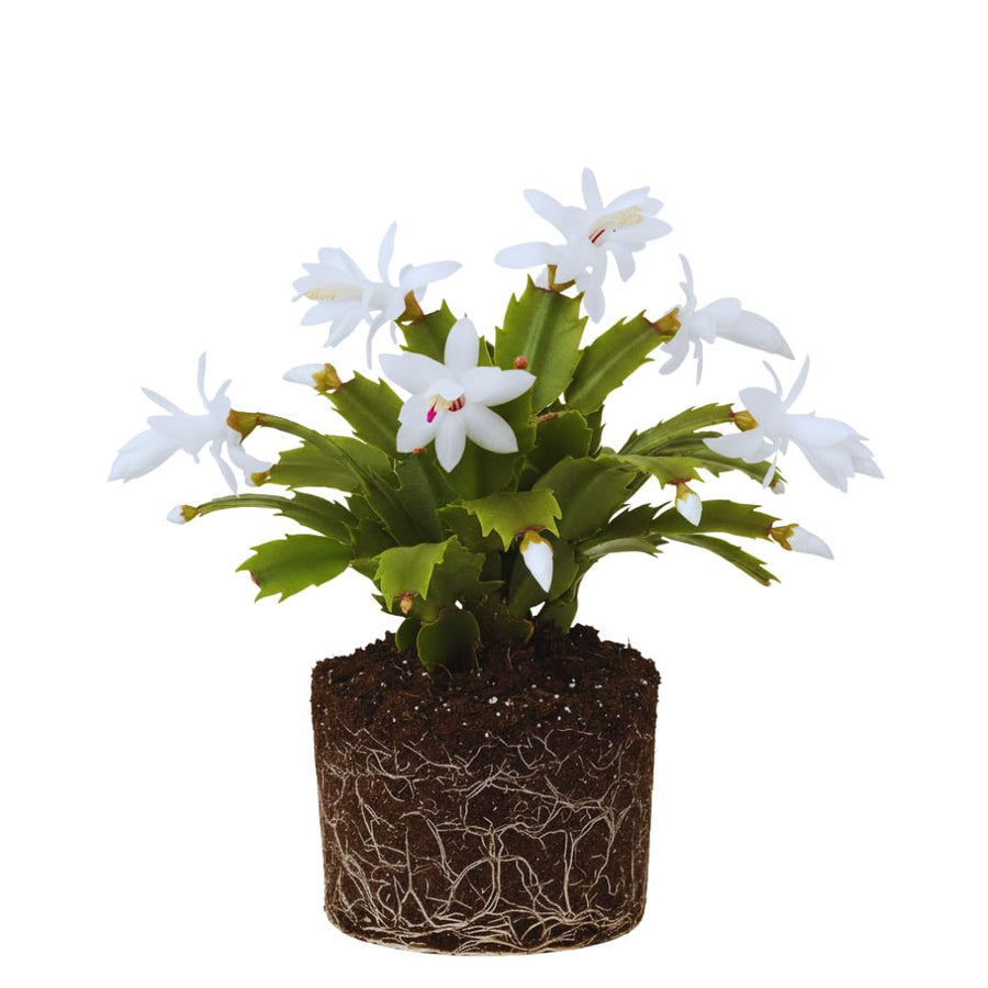 White Christmas Cactus Plant Live Christmas Cactus, Holiday Cactus Live Plant, 4 Inc Pot