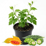 Green Bitter Melon Plant in 4" Pot, 4-8" Tall - Bitter Gourd Vegetable Vine Plant for Outdoor Garden and Container Growing