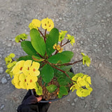 Live Crown of Thorns Plant, Hardy Crown of Thorns Succulent, 1 Feet Tall for Outdoor or Indoor Growing (Yellow)