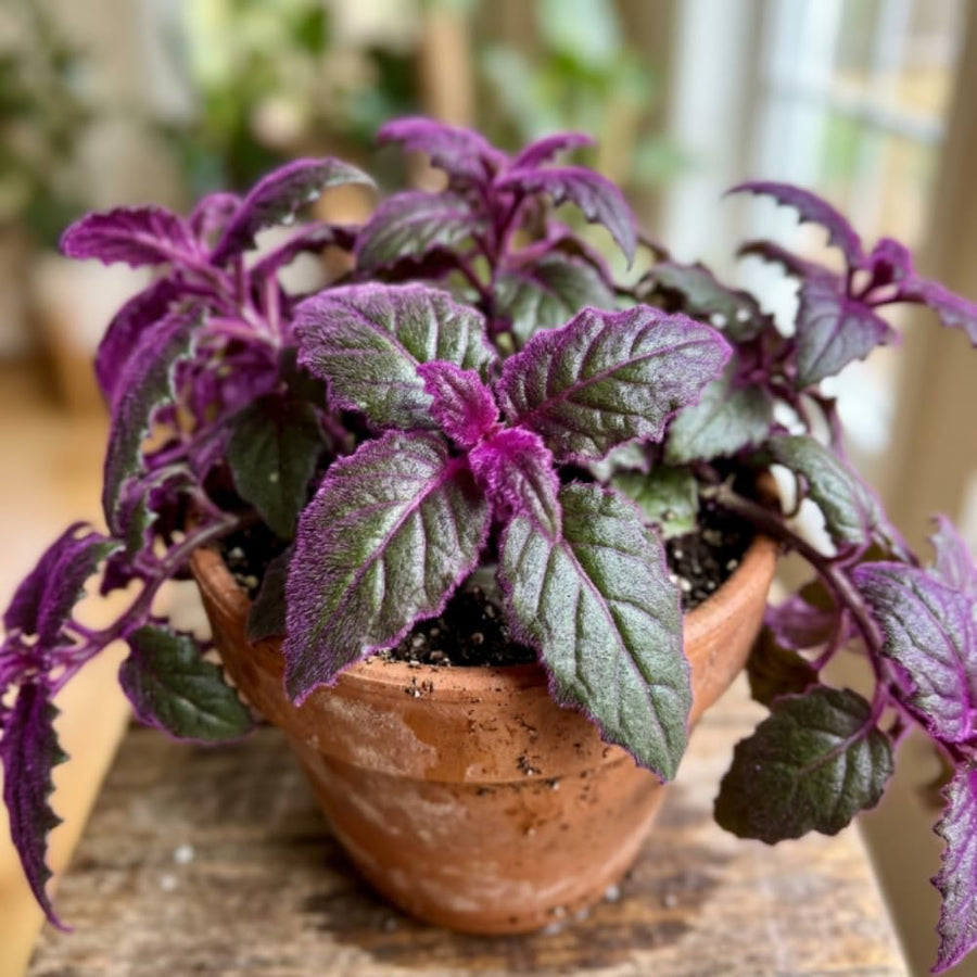 Gynura Velvet Plant, Purple Passion Plant, Velvety Purple Leaves, 4 Inches Pot 4-7 Inches Tall, Well Rooted for Indoor Houseplant