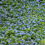 Blue Hydrangea Plant Live, Hydrangea Tree Live Plant Outdoors, 5 to 7 Inches Tall, Shrub Bush Plant