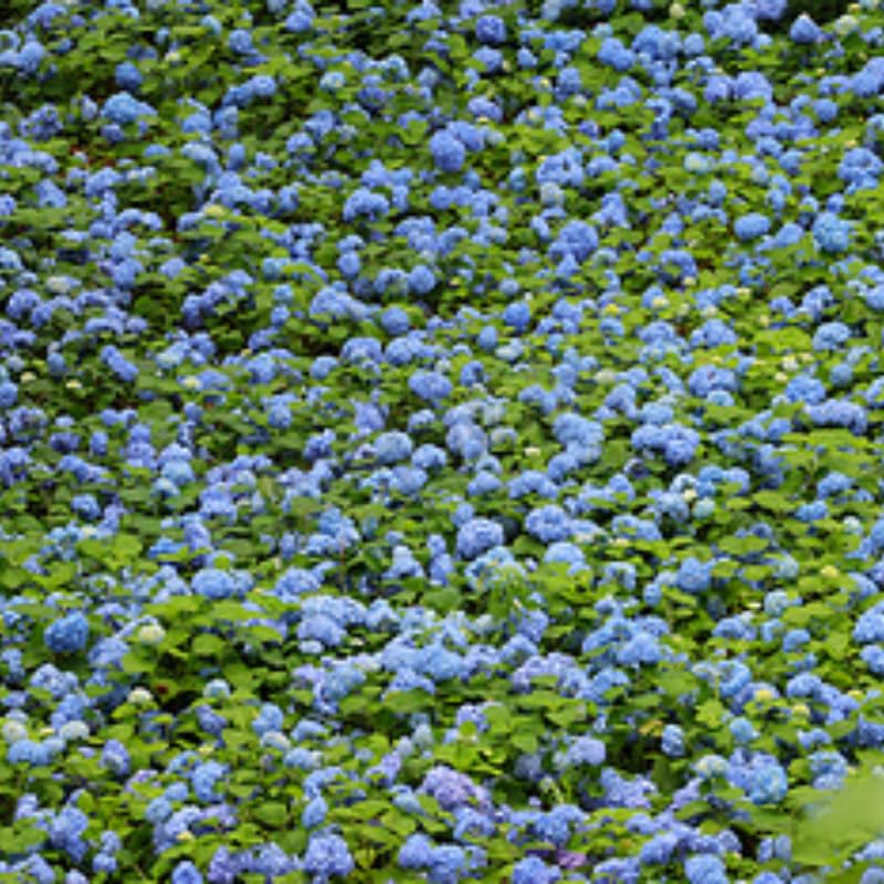 Blue Hydrangea Plant Live, Hydrangea Tree Live Plant Outdoors, 5 to 7 Inches Tall, Shrub Bush Plant
