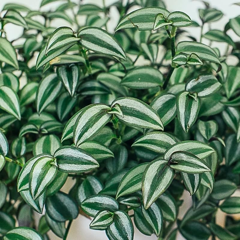 4 Wandering Jew Plants, Live Indoor Plant 3-5 Inches, Colorful Trailing Tradescantia for Home, Office and Hanging Baskets