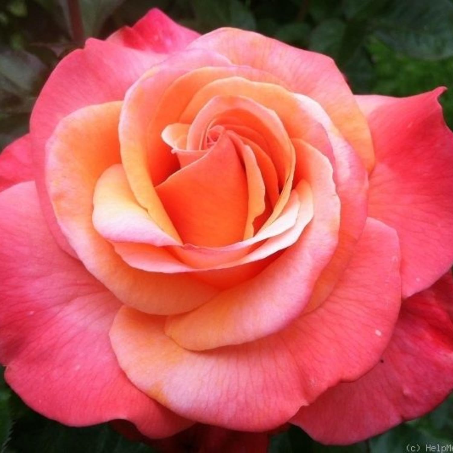Rose Bush Live Plant - Rose Plant Live Shrub - Bareroot with Soil 5-10 Inch Tall - Fragrant Rose Flowers Heirloom Rose Shrub (Coral Rose)