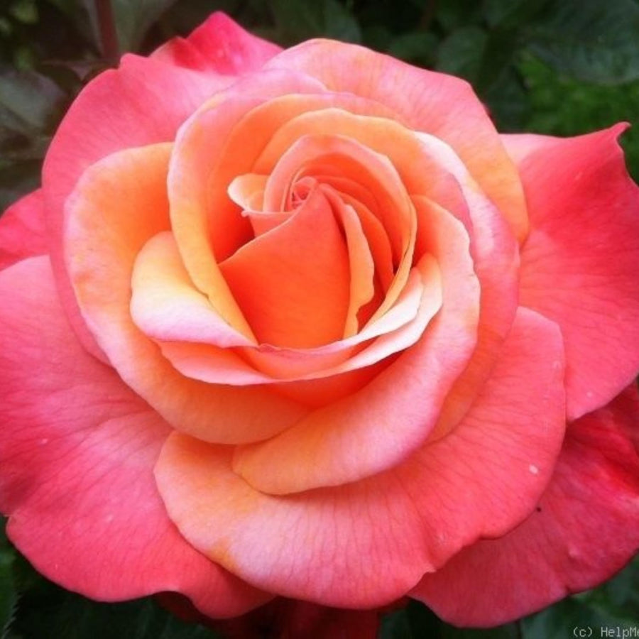 Rose Bush Live Plant - Rose Plant Live Shrub - Bareroot with Soil 5-10 Inch Tall - Fragrant Rose Flowers Heirloom Rose Shrub (Coral Rose)