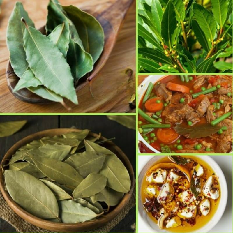 Fragrant Bay Leaf Plant, Live Bay Laurel Plant, 7 Months Old Well-Rooted, Ready to Grown Indoor Outdoor