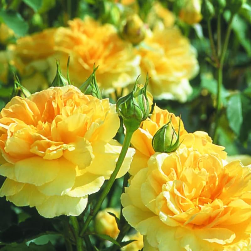 Sunrosa Bush Roses for Garden, Fragrant and Hardy Rose Plants for Outdoor Planting, No Pot, 5 to 9 Inc Tall Starter Plant Well-Rooted, Yellow Blooms