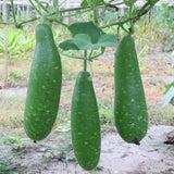 Set 25 Bottle Gourd Seeds for Planting, Green Vegetable Seed for Edible Garden, Long Melon Climbing Vine