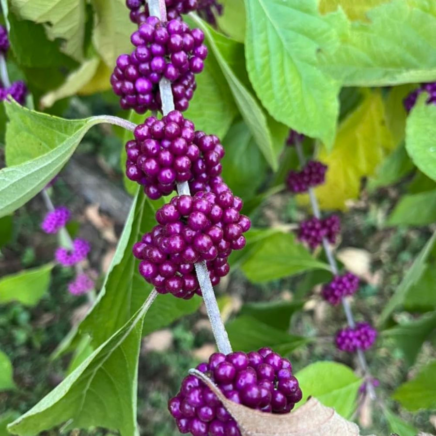 Set 2 American Beauty Berry Tree Live, Purple Beautyberry Shrub, 10-12 Inches Tall, 2-3 Years Old, Purple Berry Plant for Landscape
