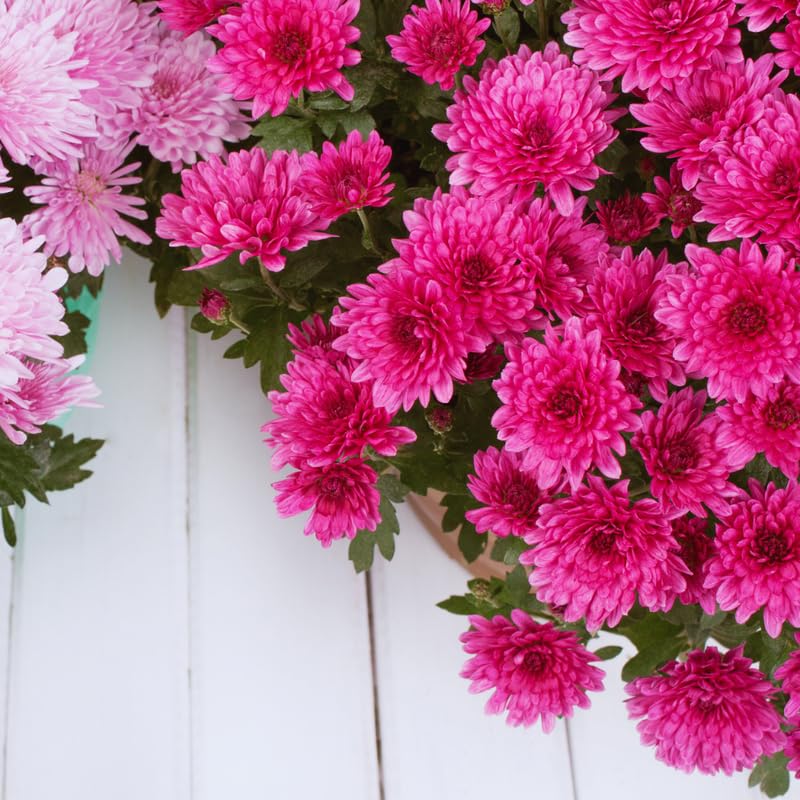 3 Live Chrysanthemum Plants, Purple Chrysanthemum Live Plants, Chrysanthemum Flowers Plants Outdoor Indoor, Between 3 and 5 Inches in Height