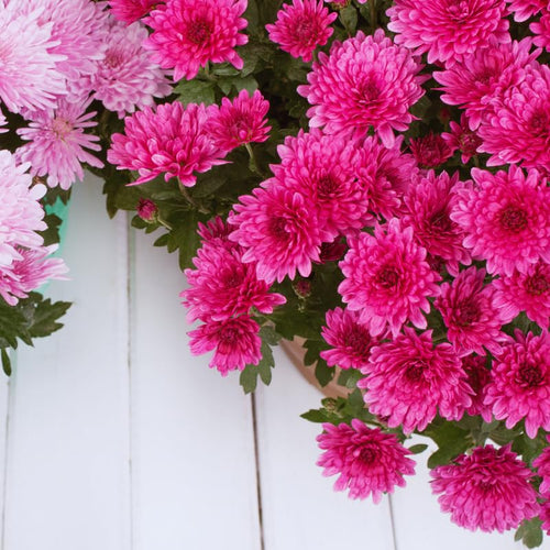 3 Live Chrysanthemum Plants, Purple Chrysanthemum Live Plants, Chrysanthemum Flowers Plants Outdoor Indoor, Between 3 and 5 Inches in Height