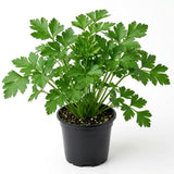 Parsley Plant Live for Planting, 3 Inch Pot, Live Parsley Plant, Planting in Containers, Home Garden