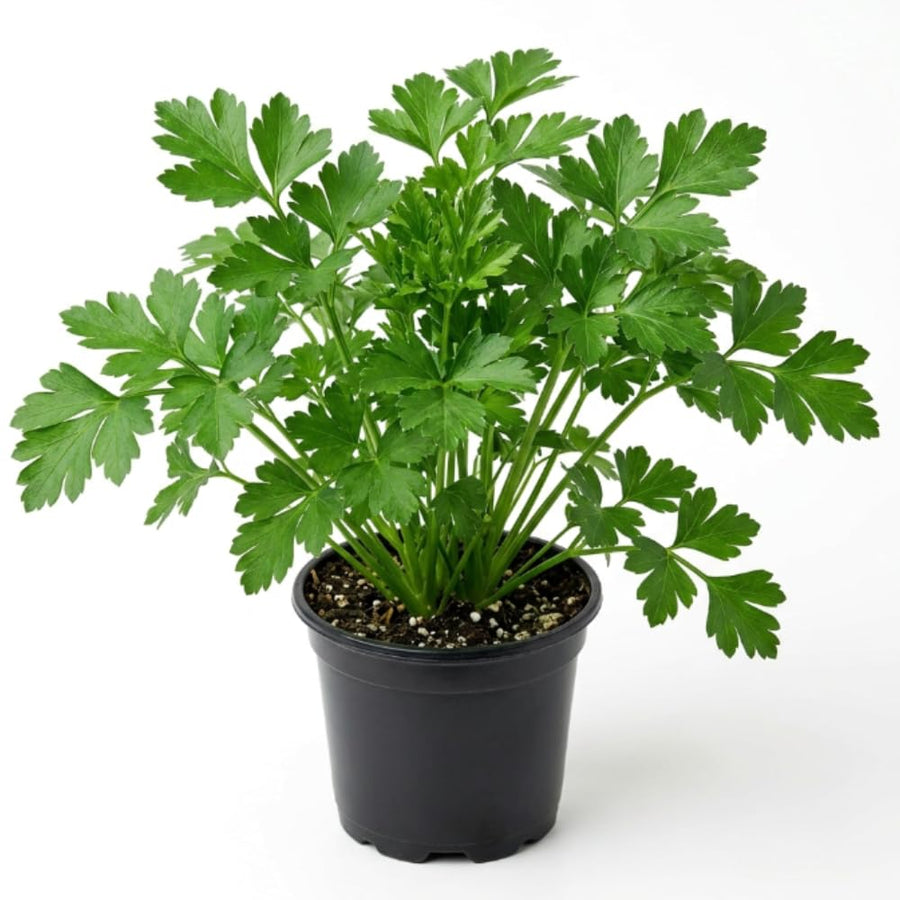 Parsley Plant Live for Planting, 3 Inch Pot, Live Parsley Plant, Planting in Containers, Home Garden