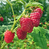 Heritage Raspberry Plant Live for Planting, 16-22 Inch Tall, Red Raspberry Bushes Live Plants, Raspberry Fruit Tree