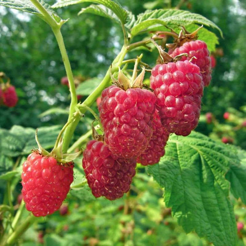 1 Heritage Raspberry Plant Live for Planting, 14-22 Inch Tall, Red Raspberry Bushes Live Plants, Sweet Raspberry Fruit Tree