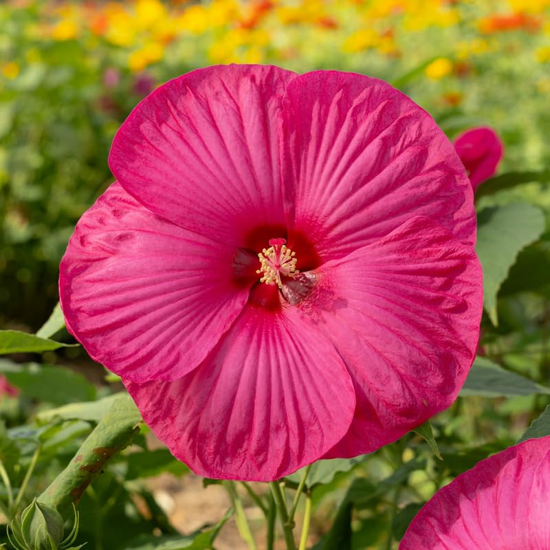 Rose Hibiscus Plant Live, Hardy Hibiscus Flowers for Outdoor Landscapes, 5-9 Inch Height, Ornamental Hibiscus Bush Shrub, Well-Rooted, No Pot