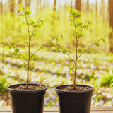 Redbud Tree Live Plant Bare Root, Red Bud Plant Live, 1 Year Olds, 12 to 18 Inc Long, Hardy Shrub Plant