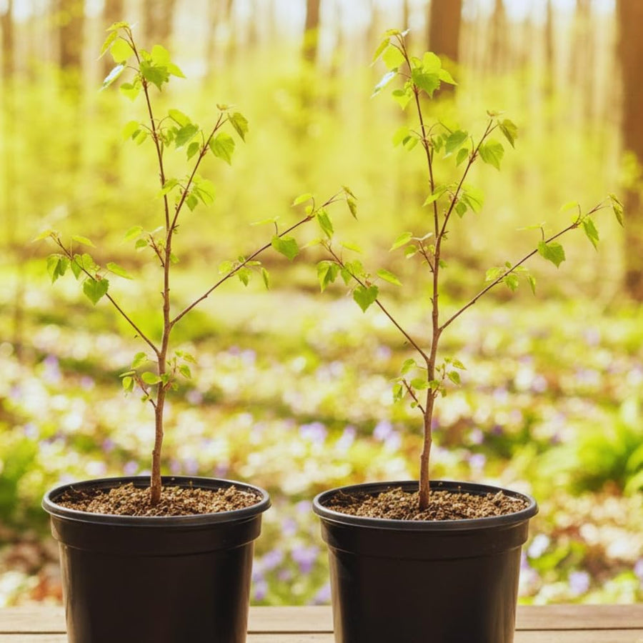 Redbud Tree Live Plant Bare Root, Red Bud Plant Live, 1 Year Olds, 12 to 18 Inc Long, Hardy Shrub Plant