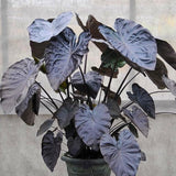 Alocasia Plant Live, Rare Elephant Ear Plant Indoor in 4 Inch Pot, Tropical Foliage, Compact Houseplant for Office, Room and Home Décor - Black