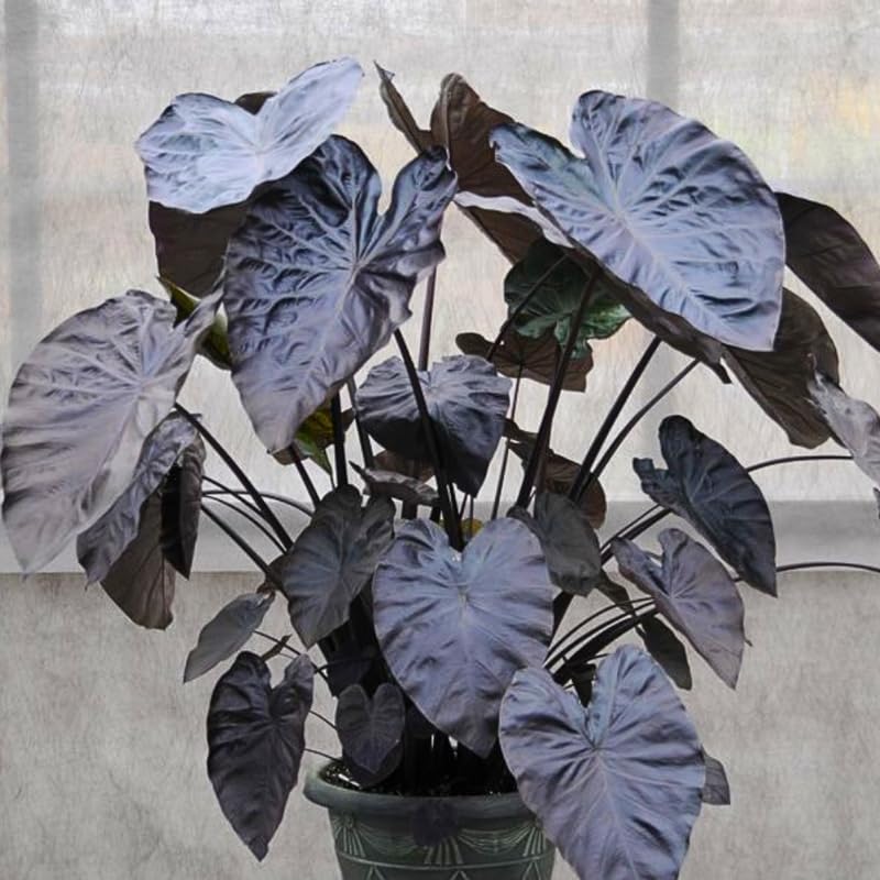 Alocasia Plant Live, Rare Elephant Ear Plant Indoor in 4 Inch Pot, Tropical Foliage, Compact Houseplant for Office, Room and Home Décor - Black