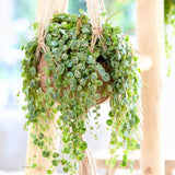 Succulent Plant Live, Trailing Houseplant, Indoor Green Foliage Plant in 4 Inch Pot (String of Turtles)