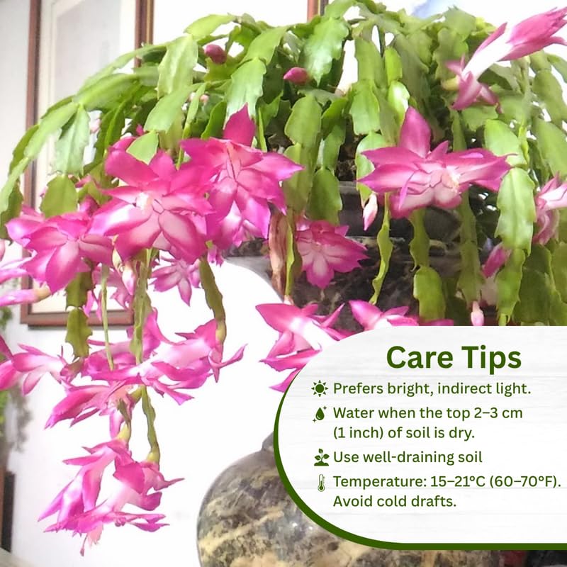2 Christmas Cactus Plants Live, Holiday Blooming Indoor Plants Live Houseplants, Hanging Baskets Easy Care, Well-Rooted 5-8" Tall, No Pot, Bareroots, Single Stems (Purple Christmas Cactus)