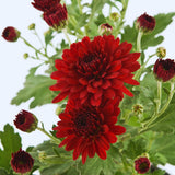 Red Chrysanthemum Plants Live Tree Well Rooted, 4 to 6 Inches Tall, Mums Plants Live, Live Chrysanthemum Flower Plants, 2 Plants for The Patio and Garden