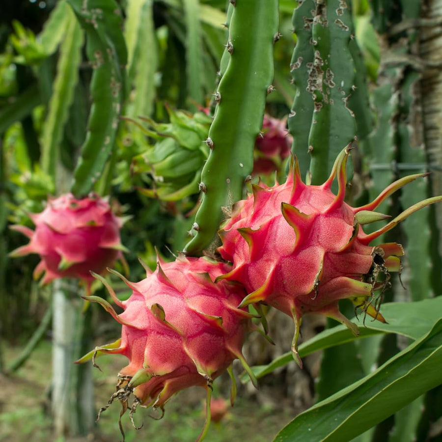 Red Dragon Fruit Live Plant, Sweet Edible Fruit Tree for Planting Outdoor, Tropical Fruit Tree 2 Feet Tall Fully Rooted