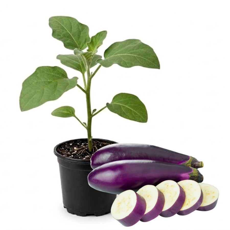 Eggplant Plants in 4 Inch Pot, 5-8" Purple Eggplant Live for Planting, Vegetable Seedlings for Garden Outdoor