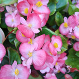 Pink Begonia Live Plant, 3–6 Inch Tall, 4” Pot, Ornamental Foliage Begonia Plant, Colorful Indoor Houseplant for Home and Office Decor