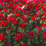 Red Cyclamen Plant Live, Hardy Cyclamen Flowers, In 4 Inc Pot, Indoor Cyclamen Houseplant with Blooming Potted Flowers