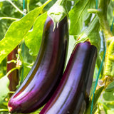 Eggplant Plant Live in 4" Pot, Long Purple Eggplants Live Plant for Outdoor Planting, Live Vegetable Plant, 4-8 Inch Tall, Well-Rooted and Hardy Eggplant Tree