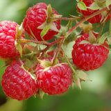 Large Raspberry Plants Live for Planting, 10 Months Old Raspberry Bushes Ready to Plant Outdoor, Cold Hardy for Year-Round Planting
