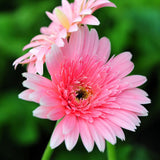 2 Pink Gerbera Plants Live, 3 to 8 Inc Long, Daisy Flower Live Plants, Live Gerbera Daisy Plants, Daisy Plant Seedlings for Garden, 2 Plants