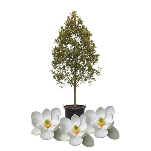 Sweetbay Magnolia Plant Live, Well Rooted Magnolia Flowering Tree in Gallon Pot, Fragrant Blooms, Outdoor or Container