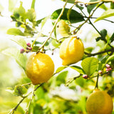 Lemon Plant Live, 2-4 Inches Tall, Dwarf Citrus Tree Starter for Indoor or Outdoor Growing, in 4" Pot