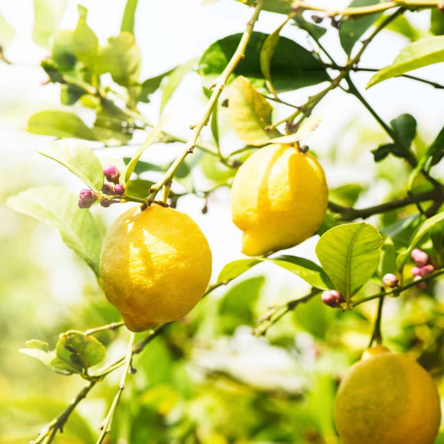 Lemon Plant Live, 2-4 Inches Tall, Dwarf Citrus Tree Starter for Indoor or Outdoor Growing, in 4" Pot