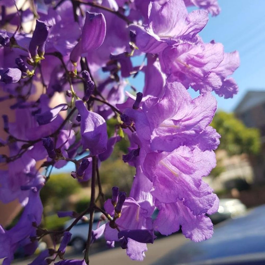 Large Jacaranda Tree Plant Live, 3-6 Inc Tall, Jacaranda Bonsai Tree, Live Jacaranda Plant for Landscaping, Vibrant Purple Blooms, 1 Year Old