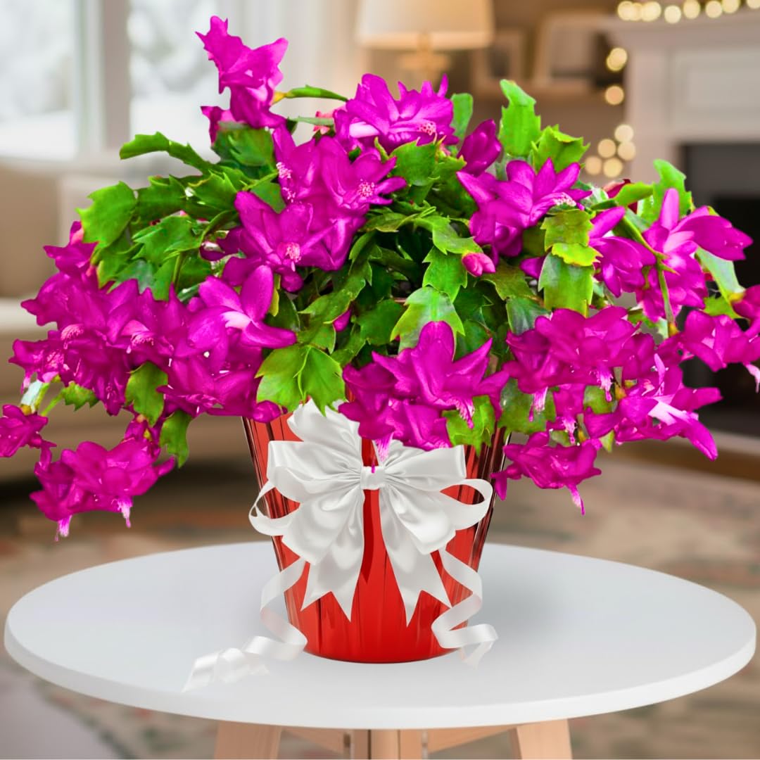 Pink Thanksgiving Cactus in 4" Pot for Spring Planting, Indoor Outdoor Home Decor