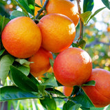 Blood Orange Tree Live Plant, 3 Feet Tall Grafted Citrus Tree, Sweet Red Orange Fruit Tree for Outdoor Planting