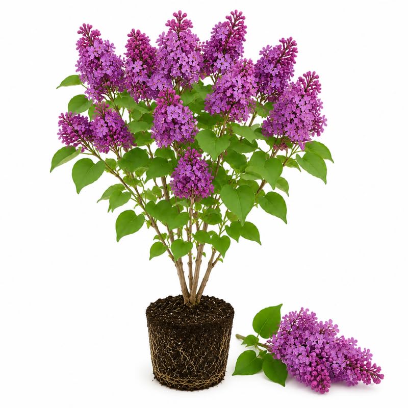 Purple Lilac Plants 12–18" Tall, Well Rooted Live Flowering Lilac Shrubs for Patio, Container and Backyard Landscaping