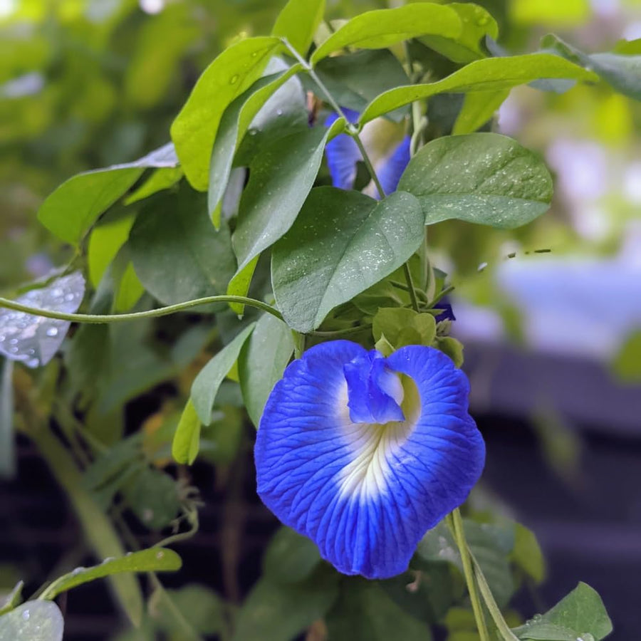 50 Butterfly Pea Seeds for Planting, Flower Seeds for Garden, Blue Flower Climbing Vine for Trellis, Patio or Outdoor Growing