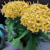2 Dwaft Ixora Plants Live, Flowers Plants, Live Ixora Plant from 4 Inc Tall Well Rooted (Yellow)