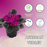African Violets Live Plant 4-8 Inches Tall, 4 Inch Pot, African Violets Plants Live, Flowering Houseplant for Planting (Bright Magenta African Violets)