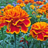 Orange Red Marigold Plants Live, 3 Starter Plant, Live Marigold Flower Plants Indoor or Outdoors Growing Planting Gardening