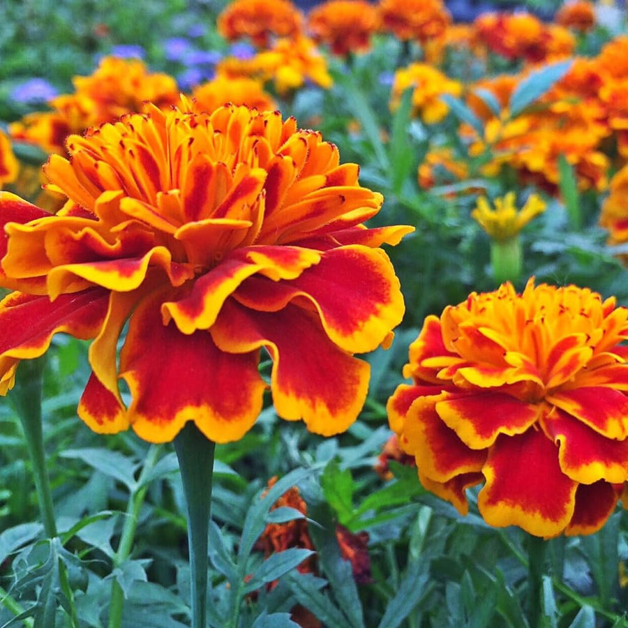 Orange Red Marigold Plants Live, 3 Starter Plant, Live Marigold Flower Plants Indoor or Outdoors Growing Planting Gardening