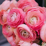 Ranunculus Bulbs, 25 Ranunculus Bulbs, French Peony Style Buttercup Corms, Spring Blooming Garden Flowers, Vibrant Flower Plant (Pink Ranunculus)
