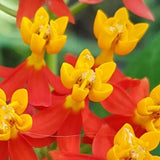 Milkweed Plants Live, Red Milkweed Plant for Planting, Tropical Milkweed Plant, Bloodflower Milkweed Live Plant Indoor Outdoor Garden