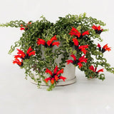 Well-Rooted Curly Lipstick Plant Live for Indoor Hanging Baskets, Aeschynanthus Twisted Lipstick Houseplant in 4" Pot, Lipstick Live Plants